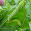 two hornworms