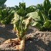 Tobacco plant infected with Tomato Spotted Wilt Virus.
