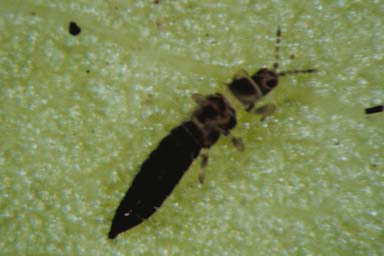 adult tobacco thrips