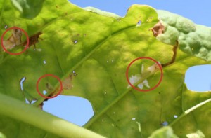 tobacco leaf with several sliptworm mines containing live larvae, circled