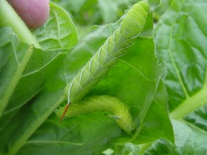 A tobacco hornworm on the underside of a leaf, following the stem of the leaf. Photo: Clyde Sorenson
