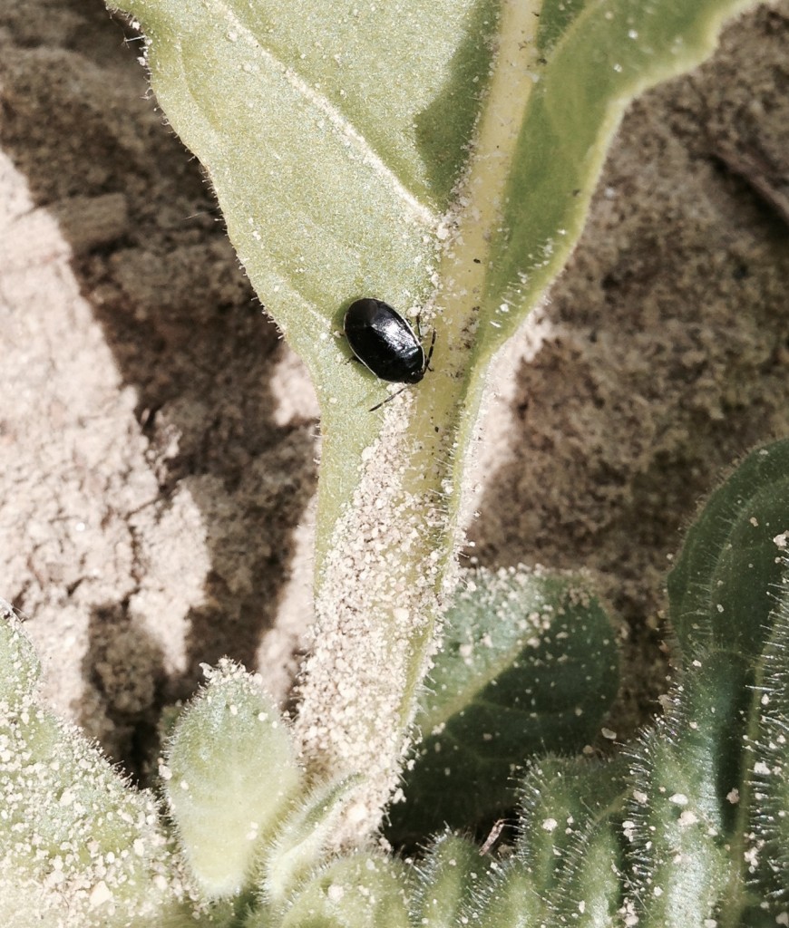 Tobacco Insect Scouting Report, May 29 2015 