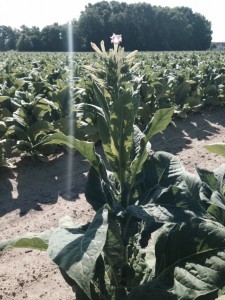 Cover photo for Tobacco Insect Scouting Report, June 19 2015