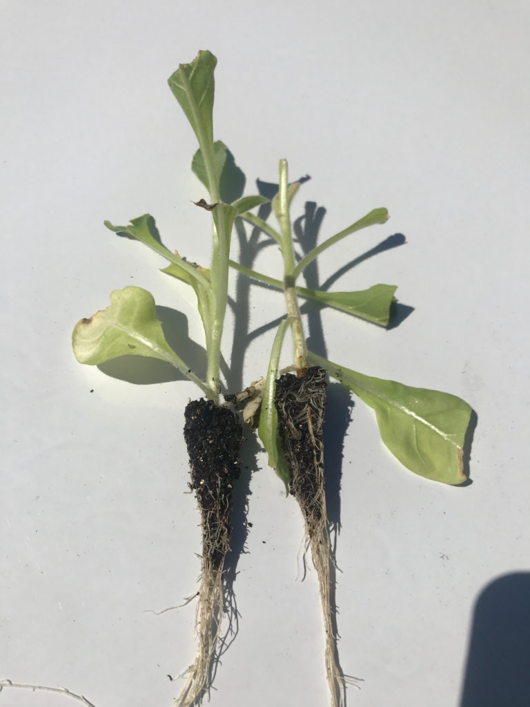 vapor drift injury to tobacco seedlings. Normal plant on the left, injured plant on the right (necrotic stem and club shaped bud leaves).
