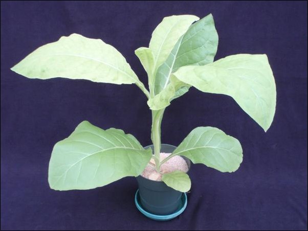  Sulfur deficiency is first characterized by yellowing in younger leaves then older leaves. 
