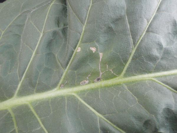 Initial symptoms of copper deficiency with the brown veins.