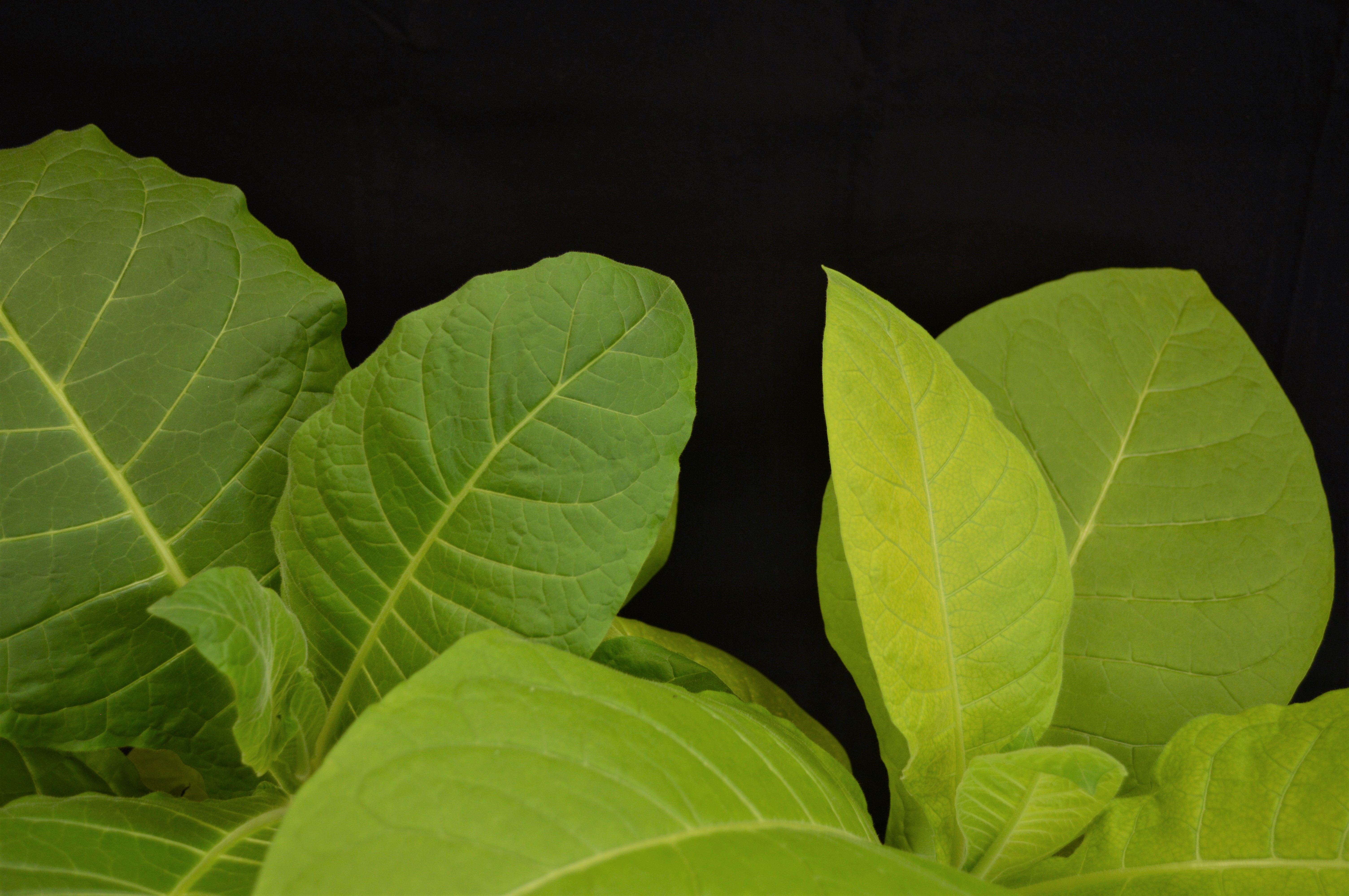 symptoms on tobacco leaves