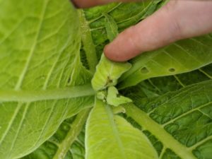 Cover photo for Steward Insecticide Registered in Tobacco
