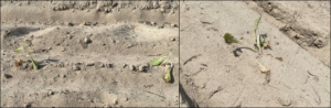 Cover photo for From the Field - Agronomy Notes: Vol. 6, Num. 5
