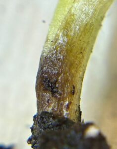 bacterial soft rot