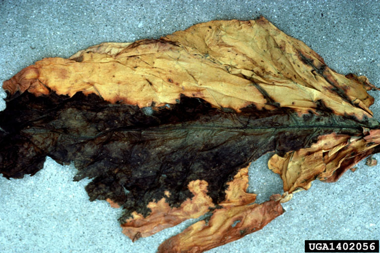 Bacterial barn rot on cured tobacco leaves